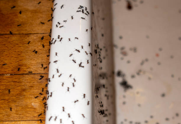 Best Flea Control Services  in Ferriday, LA