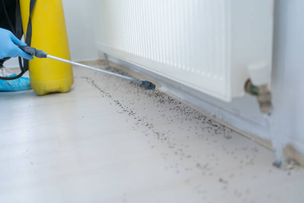 Reliable Ferriday, LA Pest Control Solutions